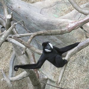 white cheeked gibbon brookfield zoo