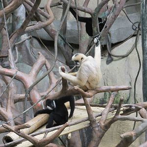 White Cheeked Gibbon Brookfield Zoo November 2014