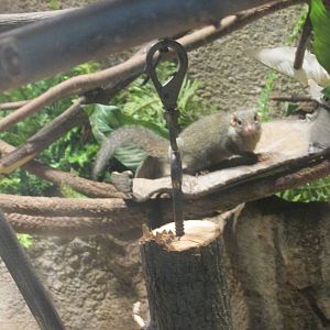 northern tree shrew brookfield zoo