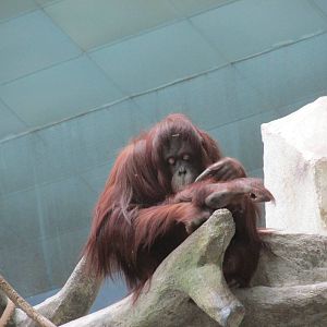 Bornean Orangutan Brookfield Zoo November 2014