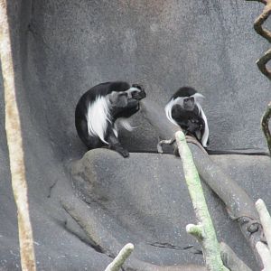 angolan colobus brookfield zoo