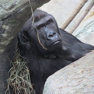Gorilla Brookfield Zoo November 2014