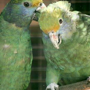 Blue-cheeked Amazons, 26th September 2013