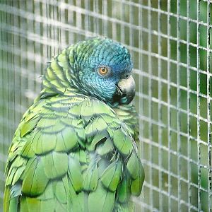 St Lucia Amazon, later 2000s