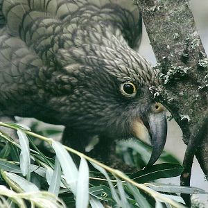 Kea, 26th September 2013