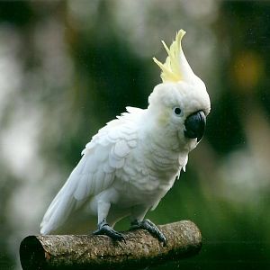 Lesser Sulphur-crested Cockatoo, 26th September 2013