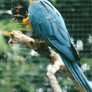Blue-throated Macaw, 26th September 2013