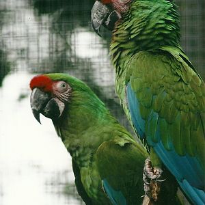 Military Macaws - spot the difference, 26th September 2013