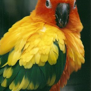 Sun Conure, 26th September 2013