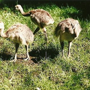 Greater Rhea chicks, 19th August 2000