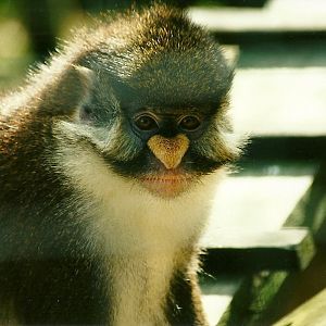 Lesser Spot-nosed Guenon, 19th August 2000