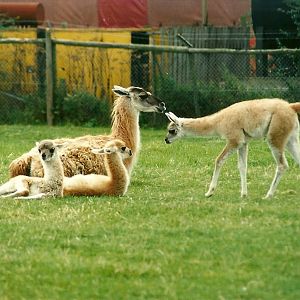 Guanacos, 19th August 2000