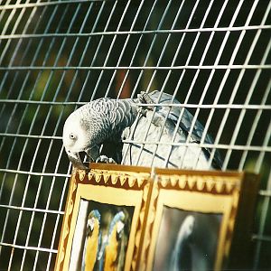African Grey Parrot, 19th August 2000