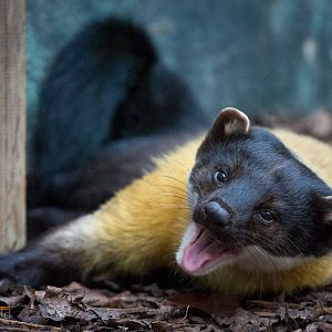 Yellow-throated marten : Twycross :  31 Oct 2014