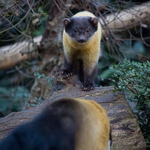 Yellow-throated marten : Twycross :  31 Oct 2014