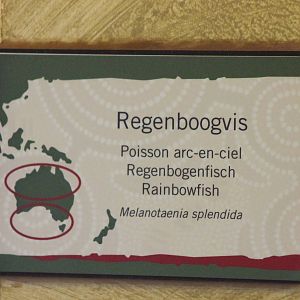 Sign Rainbow fish