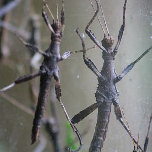 Stick insects