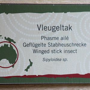 Sign Winged stick insect