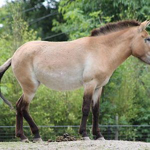 Przewalski horse