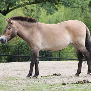 Przewalski horse