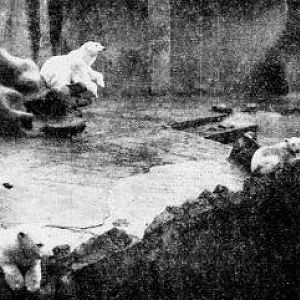 Polar bear with young