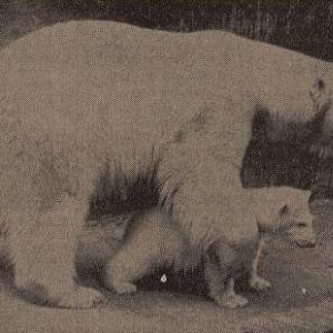 Polar bear with young