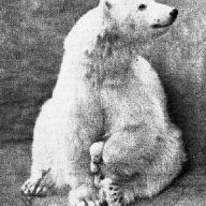 Polar bear with young