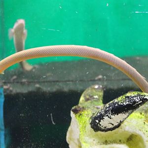 Reedfish - Calamoichthys calabaricus