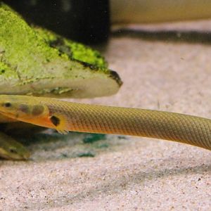 Reedfish - Calamoichthys calabaricus
