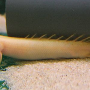 Grey bichir - albino