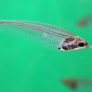 Glass catfish