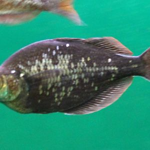 New Guinea red rainbowfish