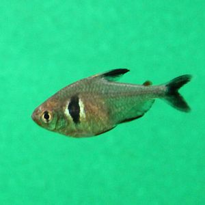Black phantom tetra
