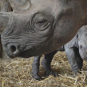 Baby black rhino Fara with mum Kitani.