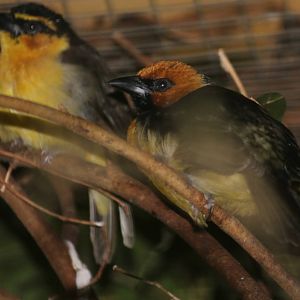 Black-necked weaver