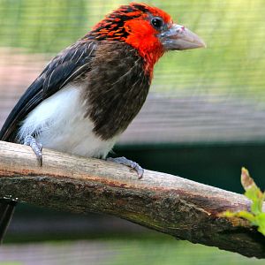 Brown-breasted barbet