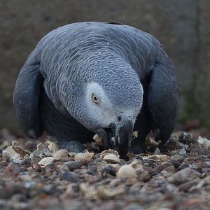 African grey parrot : Africa Alive! : 02 Jan 2015