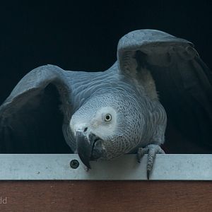 African grey parrot : Africa Alive! : 02 Jan 2015