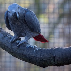 African grey parrot : Africa Alive! : 02 Jan 2015