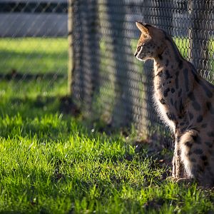 Serval : Africa Alive! : 02 Jan 2015