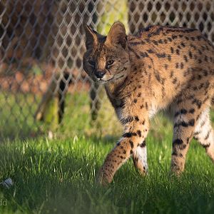 Serval : Africa Alive! : 02 Jan 2015