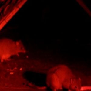 Burrowing Bettongs-Barna Mia