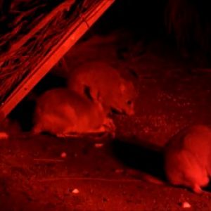 Burrowing Bettongs and Bilby-Barna Mia