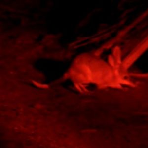 Bilby and tail of burrowing Bettongs- Barna Mia