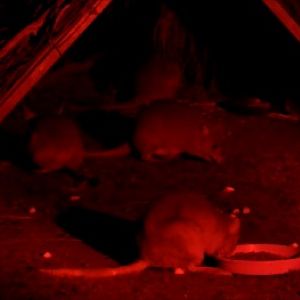 Bilby and Burrowing Bettongs Barna Mia