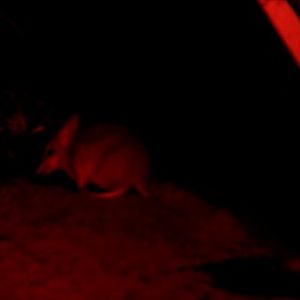 Western barred bandicoot-Barna Mia