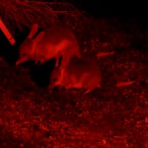 Two Bilbys-Barna Mia