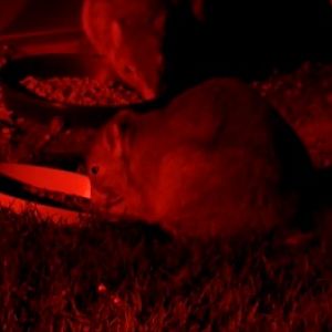 Burrowing Bettong-Barna Mia