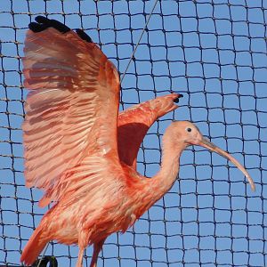Scarlet Ibis