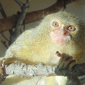 Pygmy Marmoset